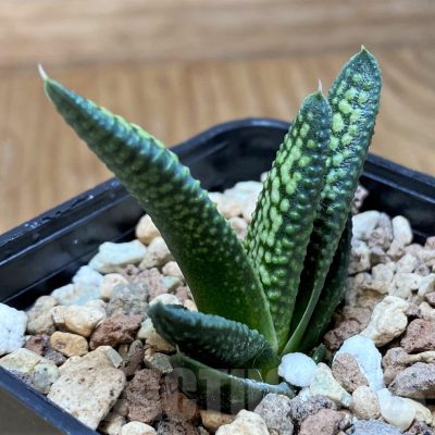 SH21832 Haworthia pumila x koelmaniorum