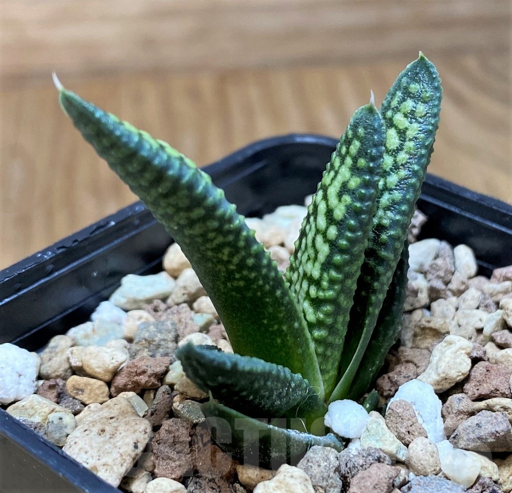 SH21832 Haworthia pumila x koelmaniorum