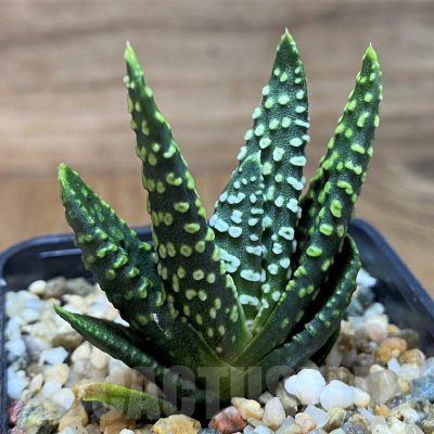SH21833 Haworthia pumila 'Donut'