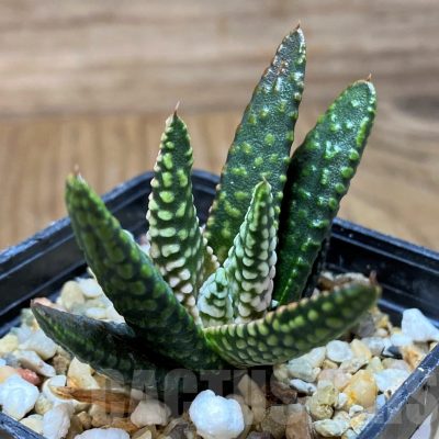SH21836 Haworthia pumila ‘Donut’
