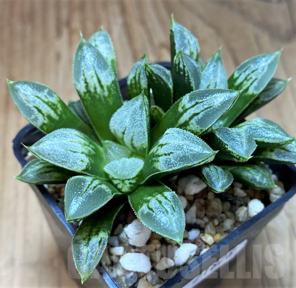 SH21826 Haworthia 'Love Heart'