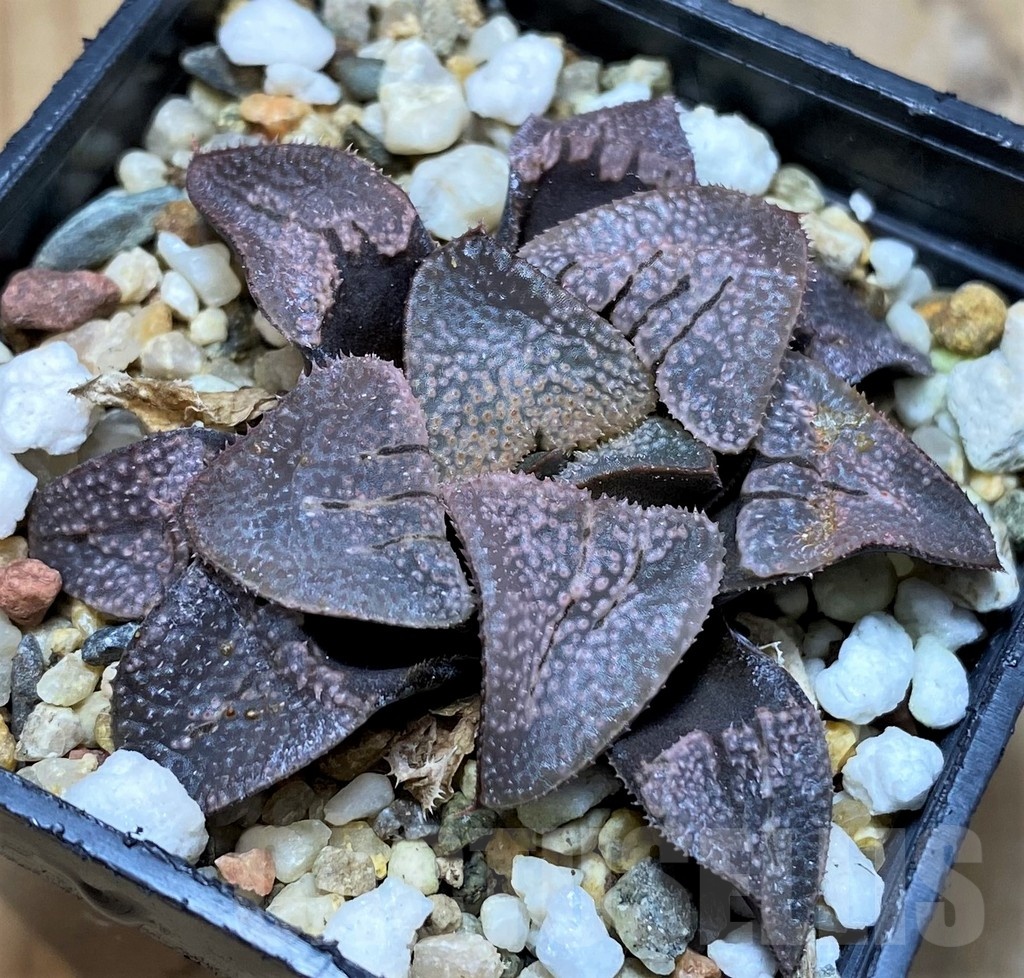 SH21841 Haworthia groenewaldii hybrid - Image 2