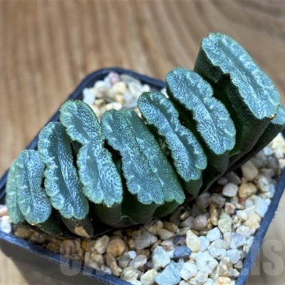 SH21843 Haworthia truncata