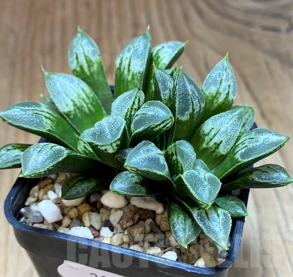 SH21826 Haworthia 'Love Heart' - Image 2