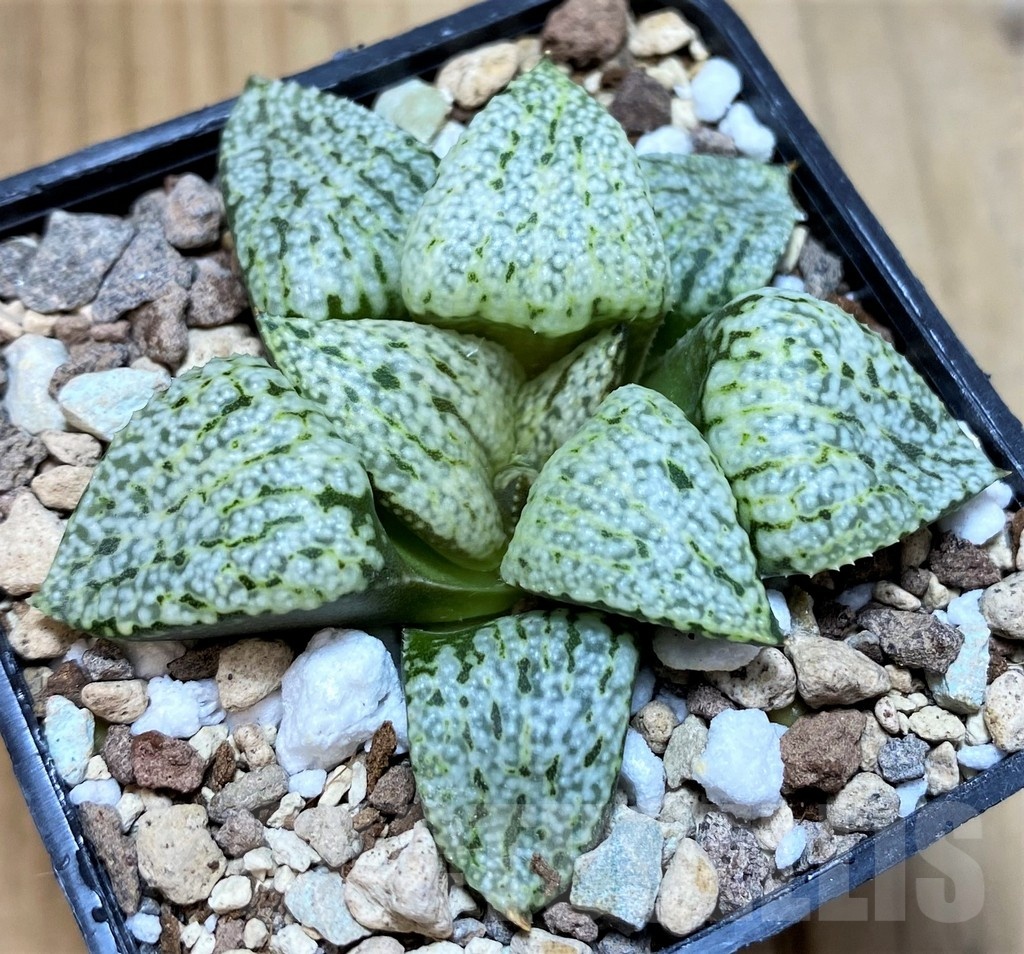 SH21846 Haworthia picta ‘White Magic’