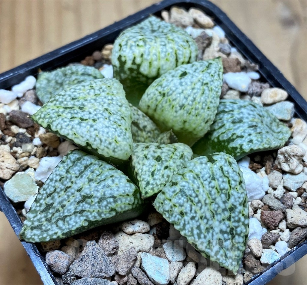 SH21846 Haworthia picta ‘White Magic’ - Image 2