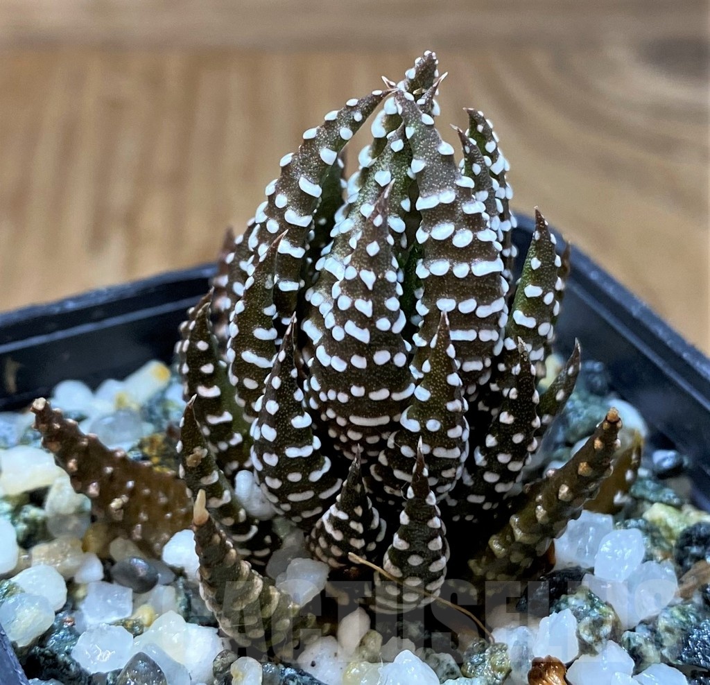 SH21849 Haworthia reinwardtii - Image 2