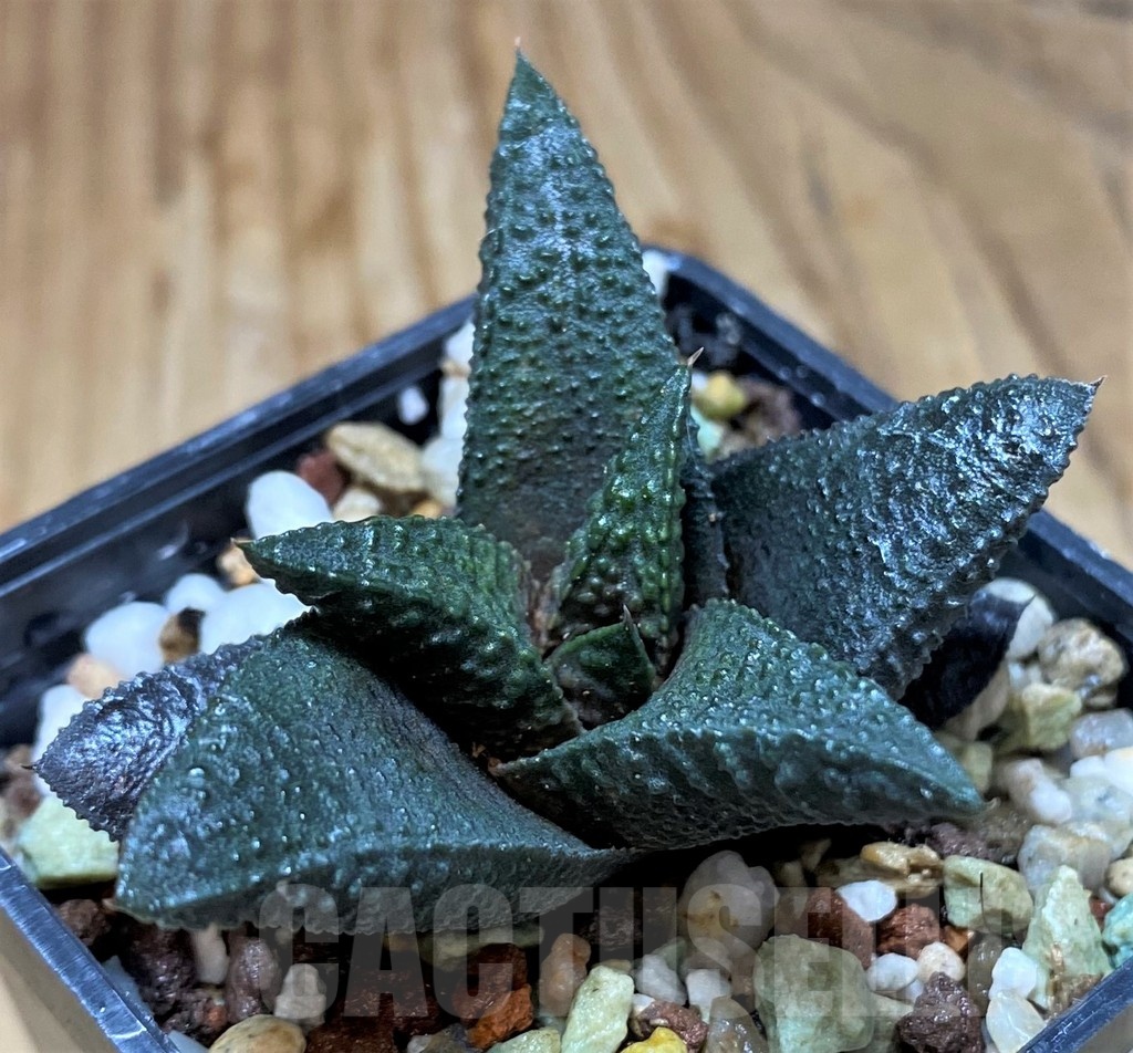 SH21851 Haworthia scabra hybrid - Image 2