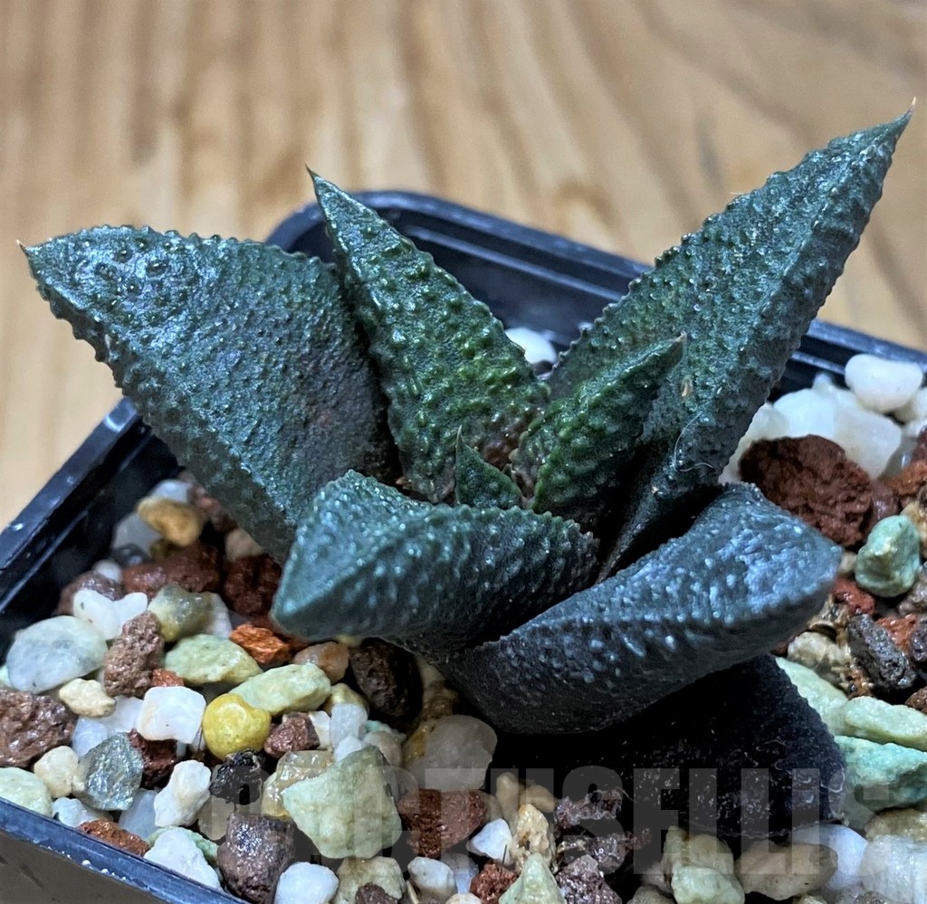 SH21851 Haworthia scabra hybrid