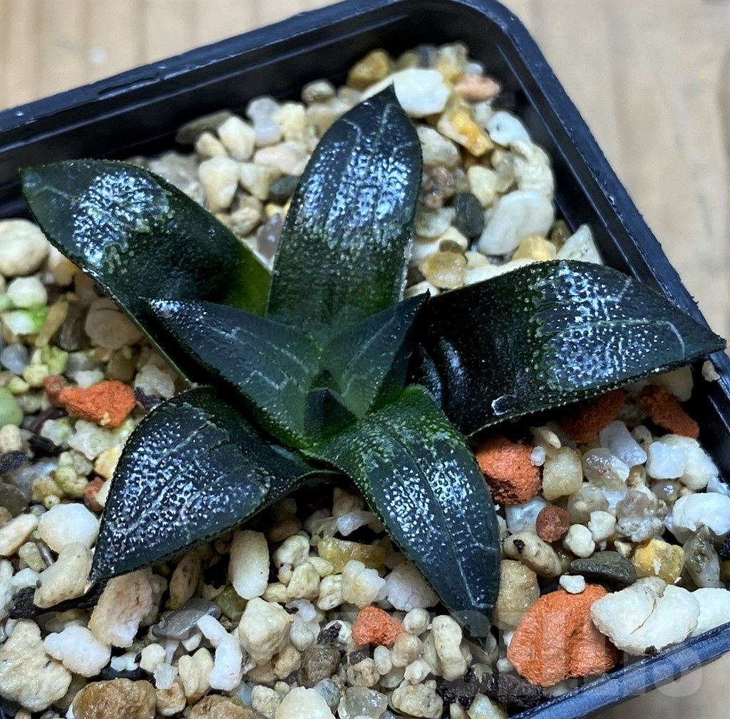 SH21852 Haworthia marxii hybrid