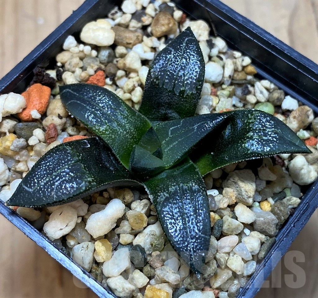 SH21852 Haworthia marxii hybrid - Image 2