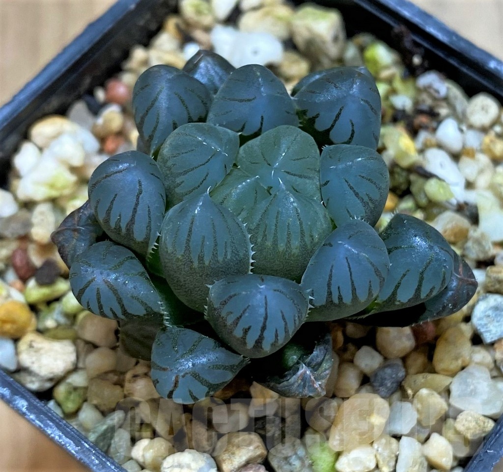 SH23077 Haworthia obtusa 'Purple Dodson', seedling - Image 2