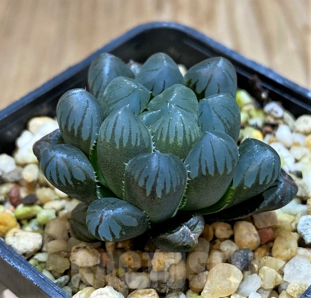 SH23077 Haworthia obtusa 'Purple Dodson', seedling