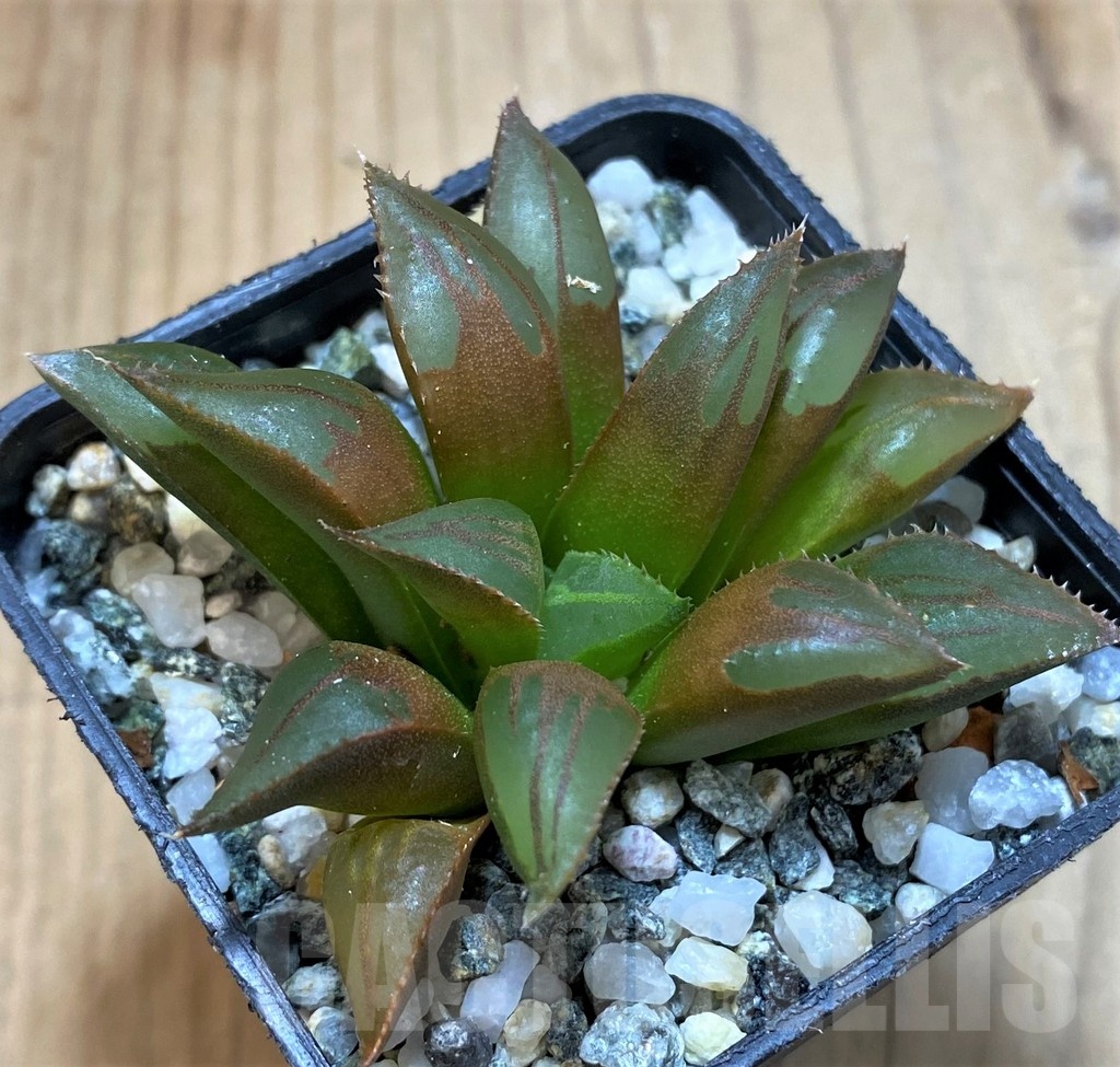 SH23078 Haworthia mirabilis mundula - Image 2