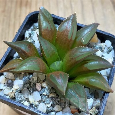 SH23078 Haworthia mirabilis mundula
