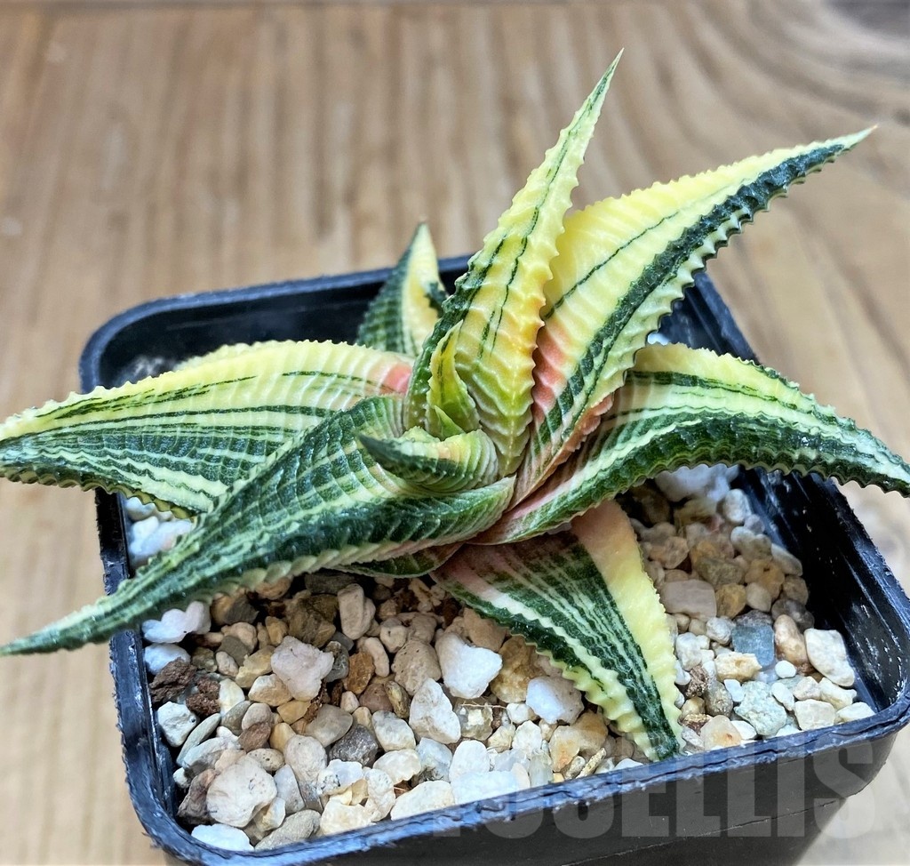 SH23047 Haworthia limifolia f. variegata