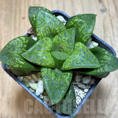SH23081 Haworthia 'Kamen Butokai'