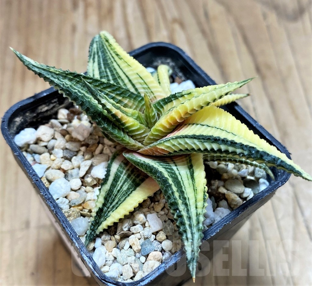 SH23047 Haworthia limifolia f. variegata - Image 2