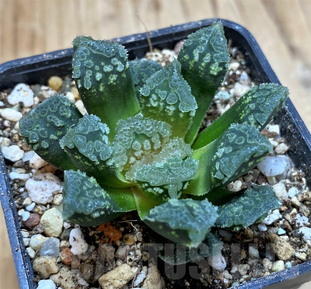 SH23085 Haworthia 'Gorbi' hybrid F2