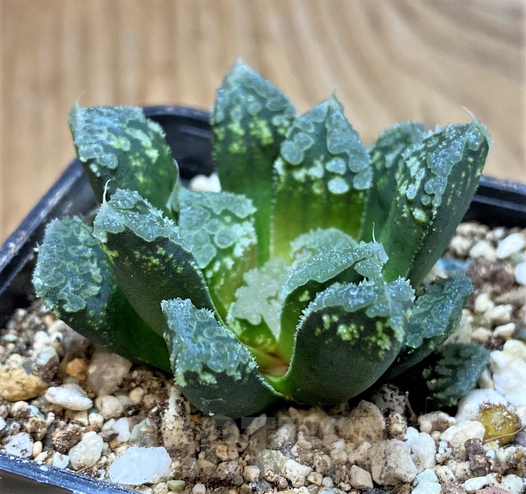 SH23085 Haworthia 'Gorbi' hybrid F2 - Image 2