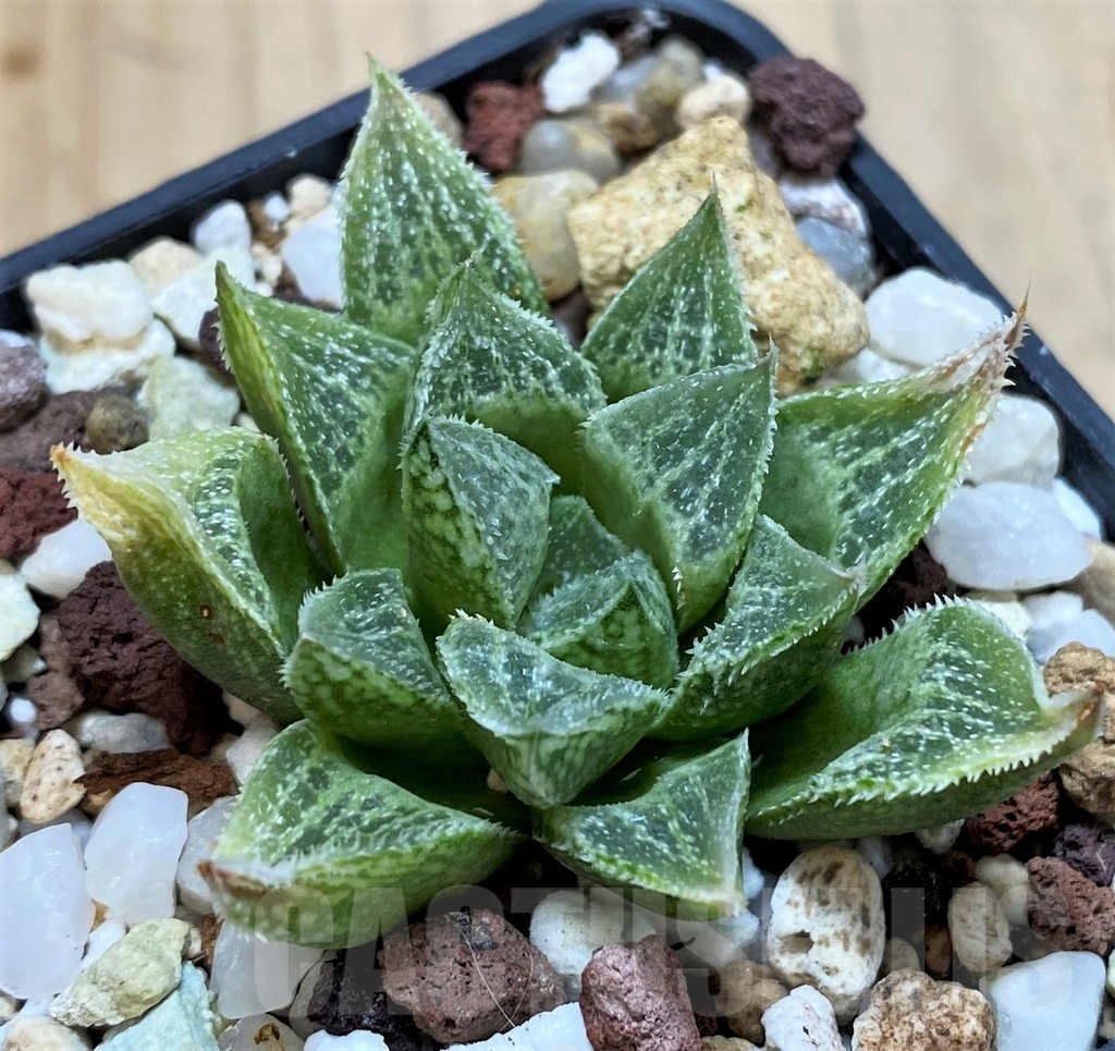 SH23086 Haworthia splendens 'Silver King' HS-5