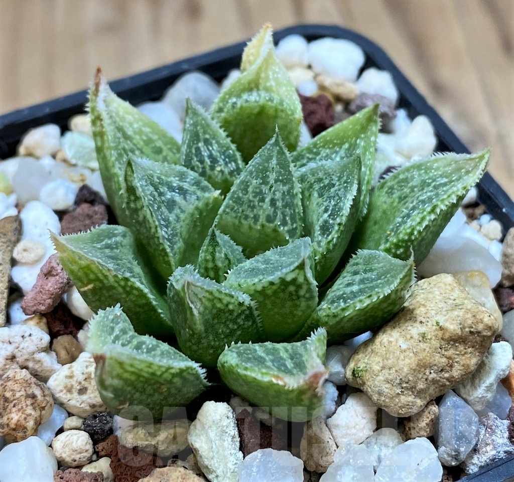 SH23086 Haworthia splendens 'Silver King' HS-5 - Image 2