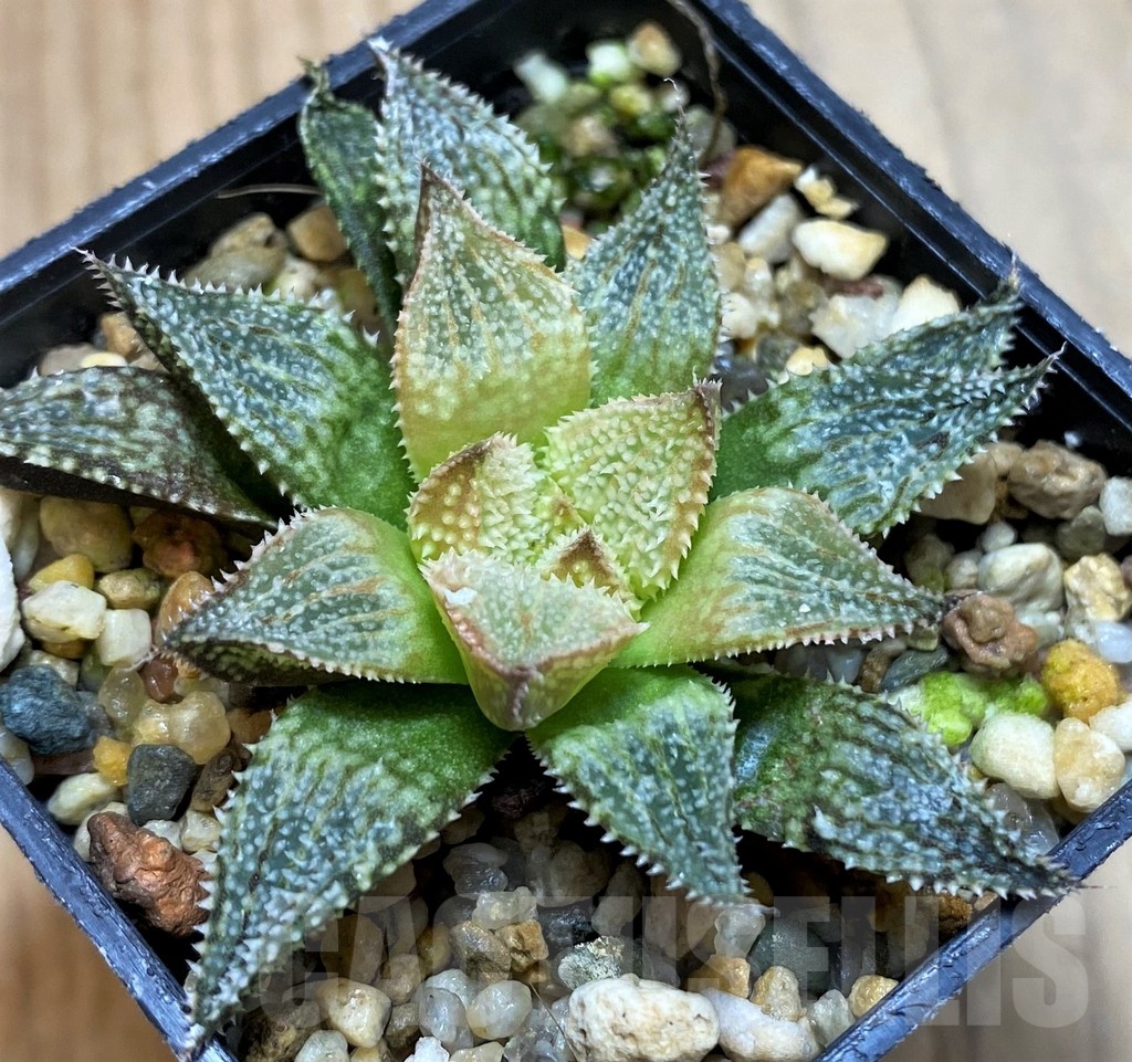 SH23087 Haworthia 'Hakuma' - Image 2