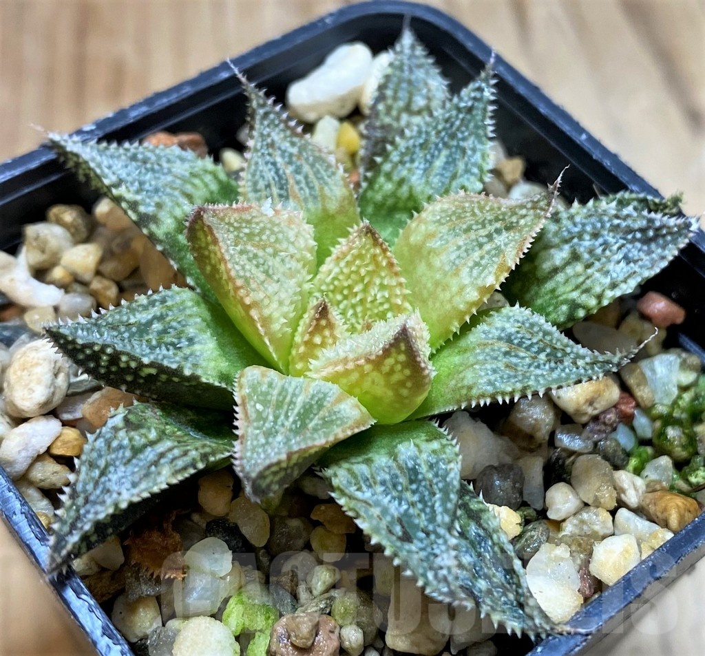 SH23087 Haworthia 'Hakuma'