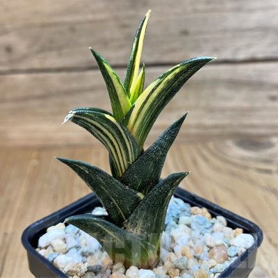 SH23088 Haworthia viscosa f. variegata