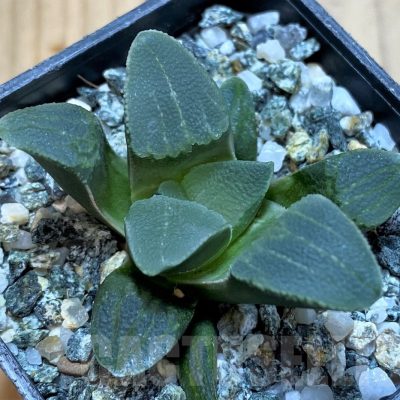 SH23048 Haworthia pygmaea -Hartenbos Hills-