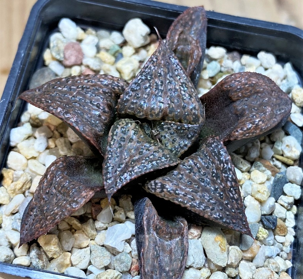 SH23094 Haworthia splendens