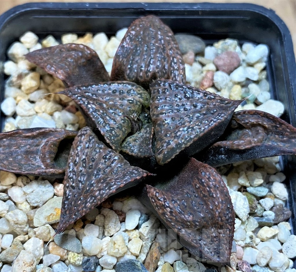 SH23094 Haworthia splendens - Image 2