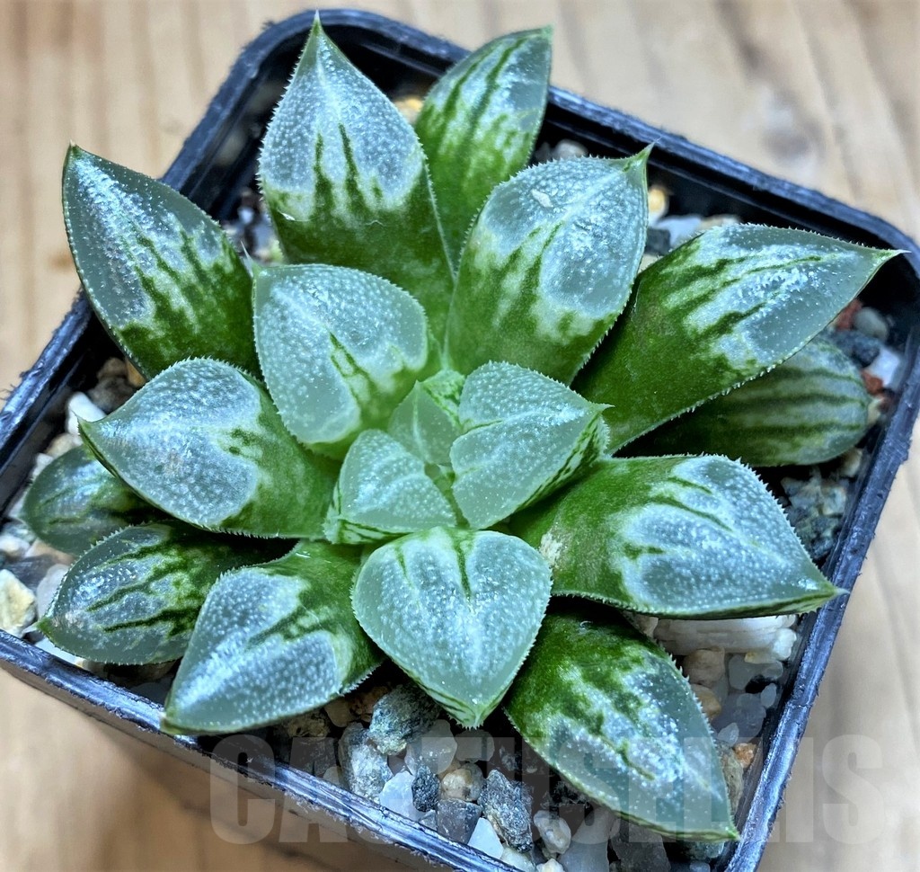 SH23095 Haworthia 'Love Heart'