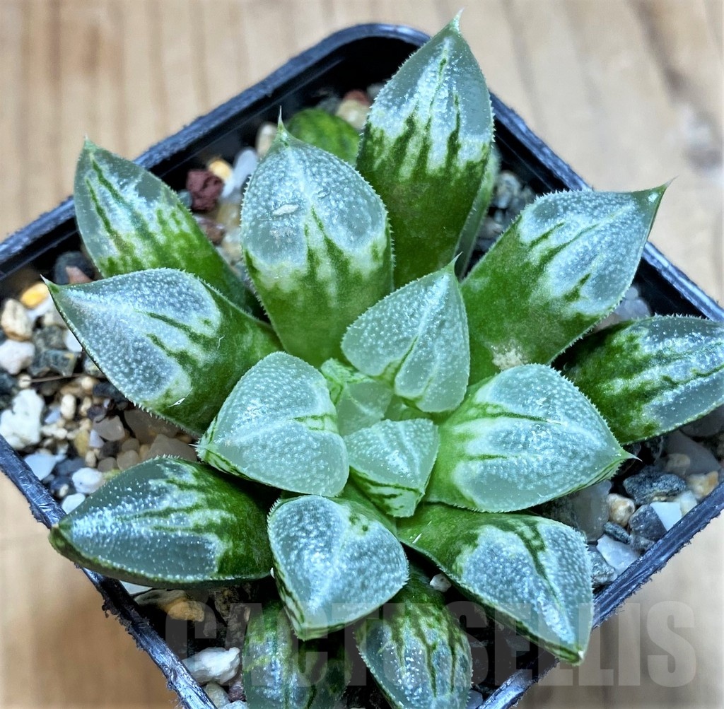 SH23095 Haworthia 'Love Heart' - Image 2