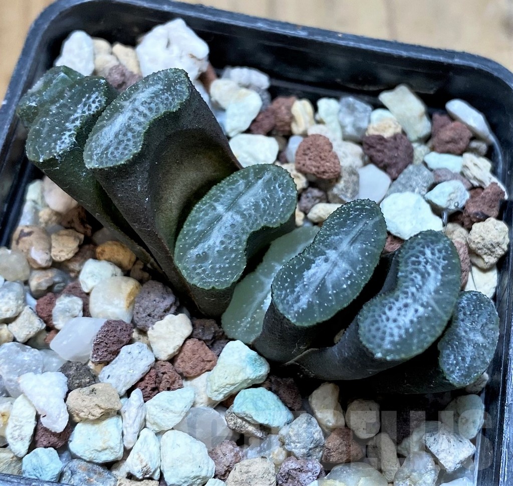 SH23100 Haworthia truncata
