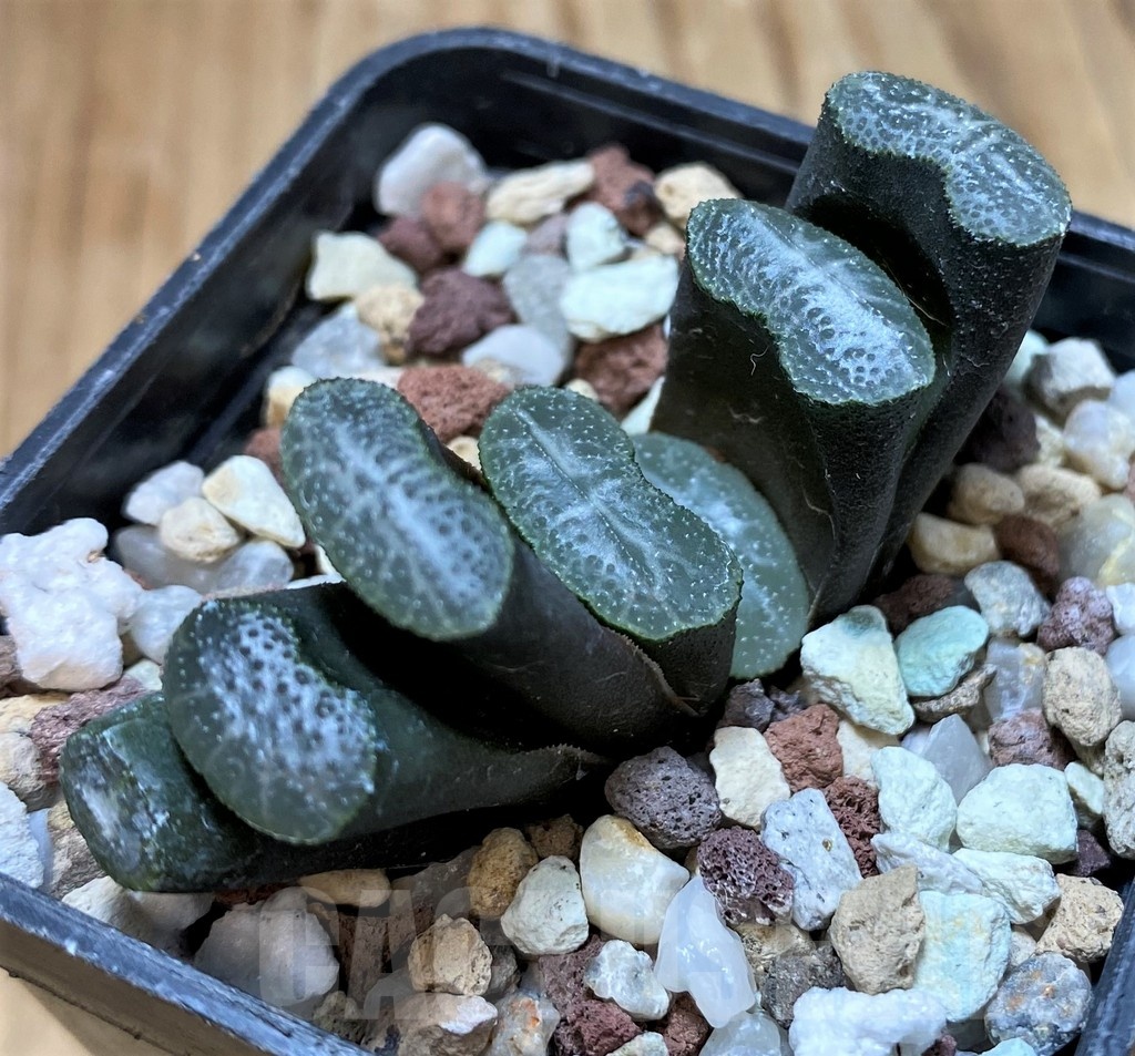 SH23100 Haworthia truncata - Image 2