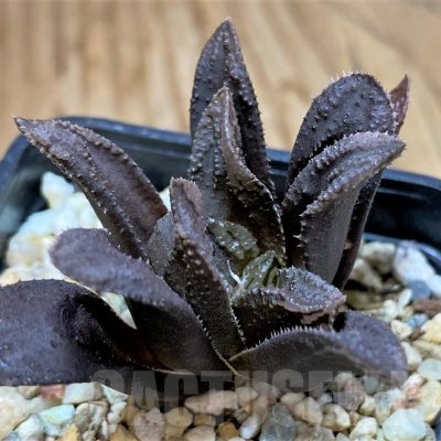 SH23107 Haworthia ‘Oniyome’