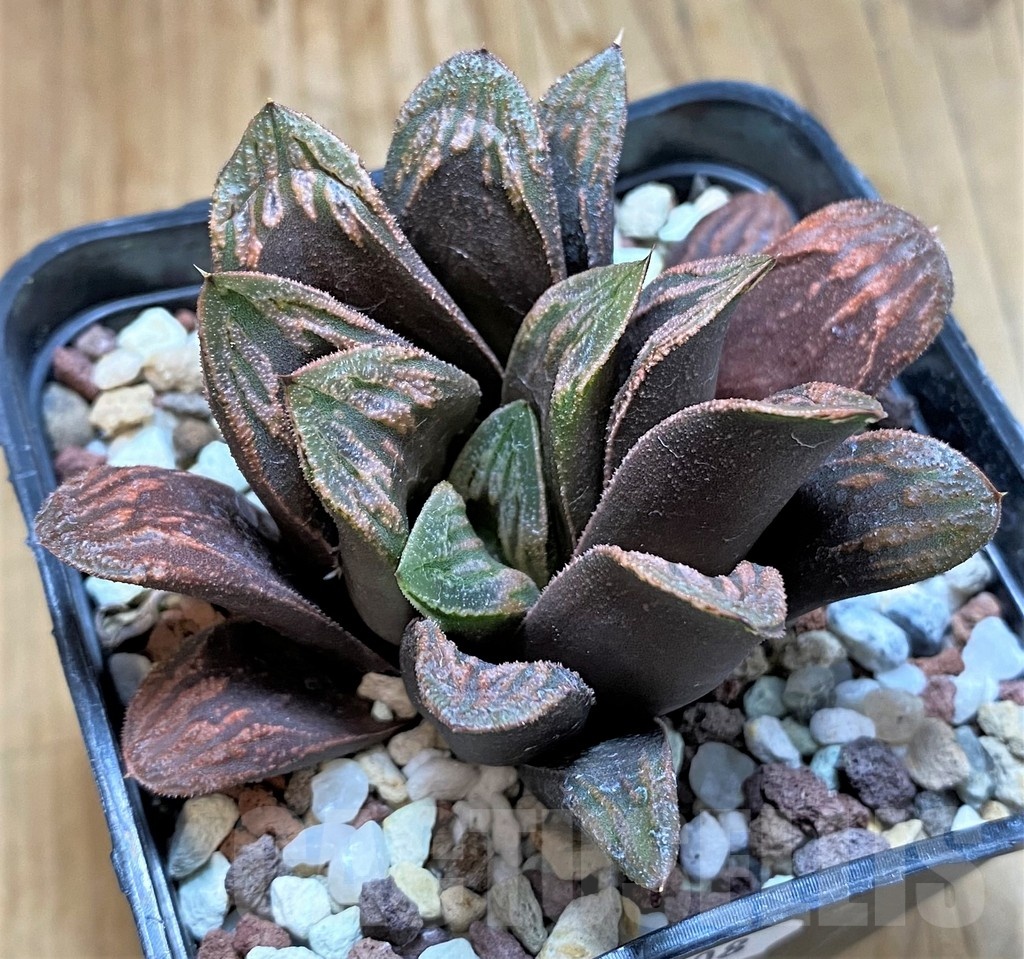 SH23108 Haworthia truncata x magnifica v. splendens