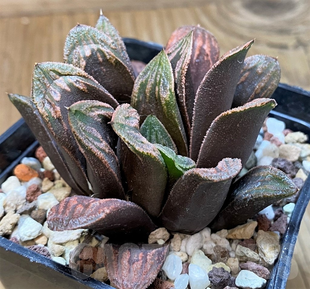 SH23108 Haworthia truncata x magnifica v. splendens - Image 2