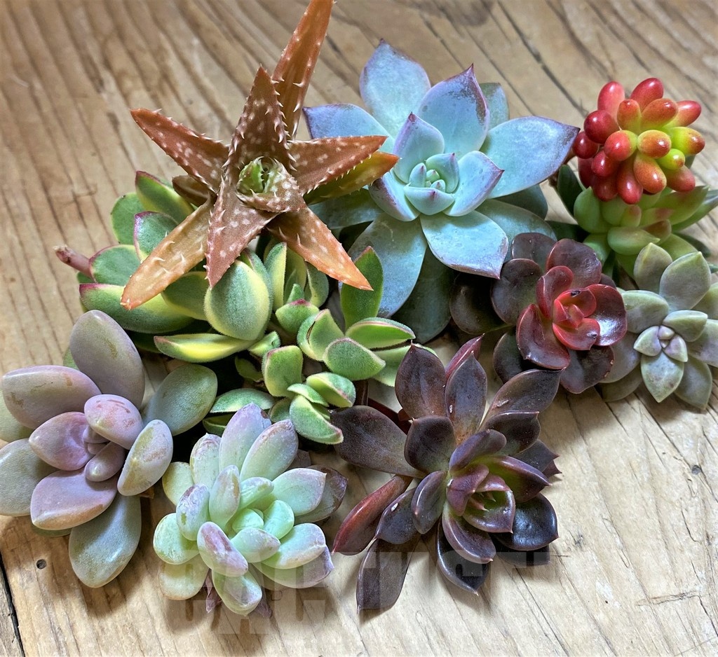 SH23118 Succulents mix, cuted
