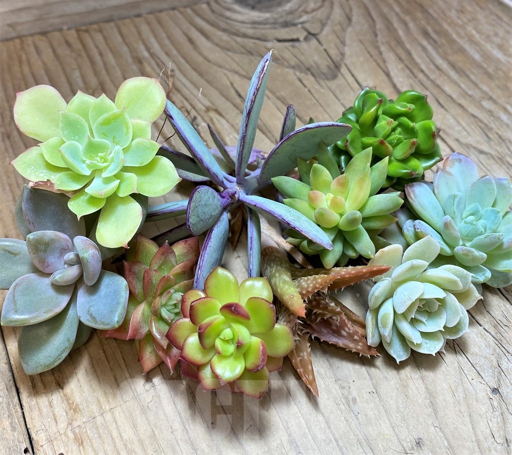 SH23119 Succulents mix, cuted