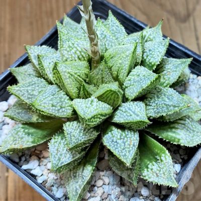 SH23063 Haworthia emelyae v. major x 'Green Woodii'