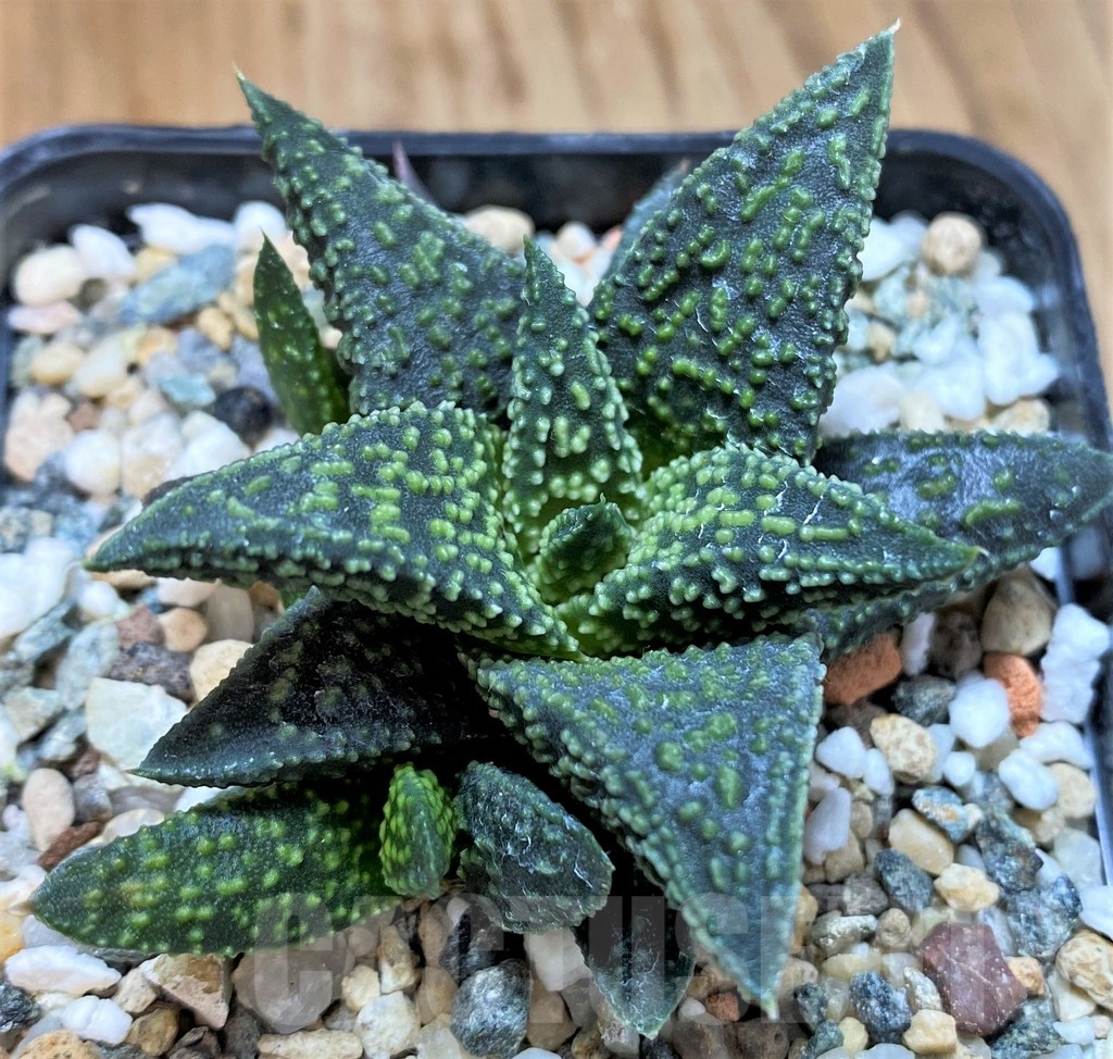 SH23060 Haworthia 'Kintaikyo' x pumila 'Donut'