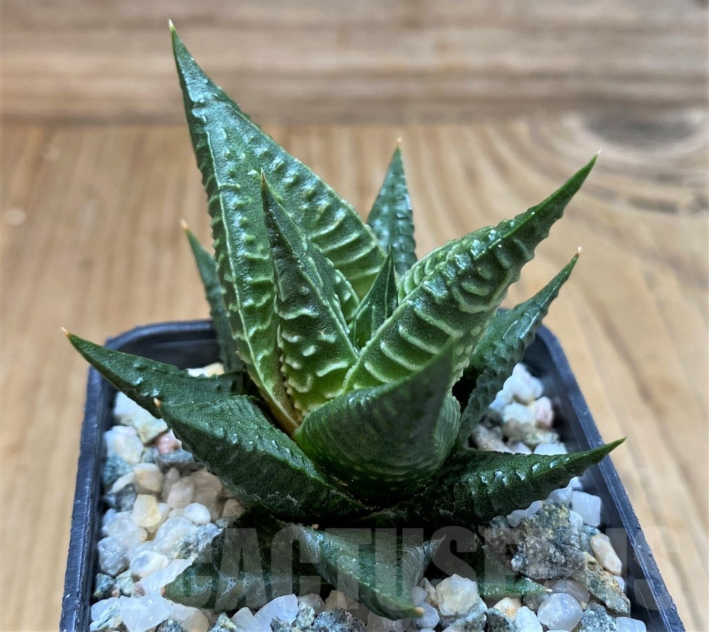 SH23052 Haworthia limifolia x fasciata - Image 2