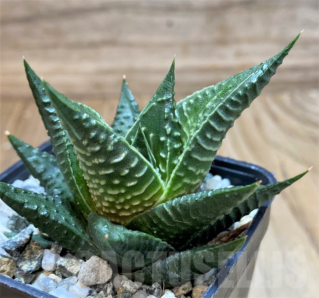 SH23052 Haworthia limifolia x fasciata