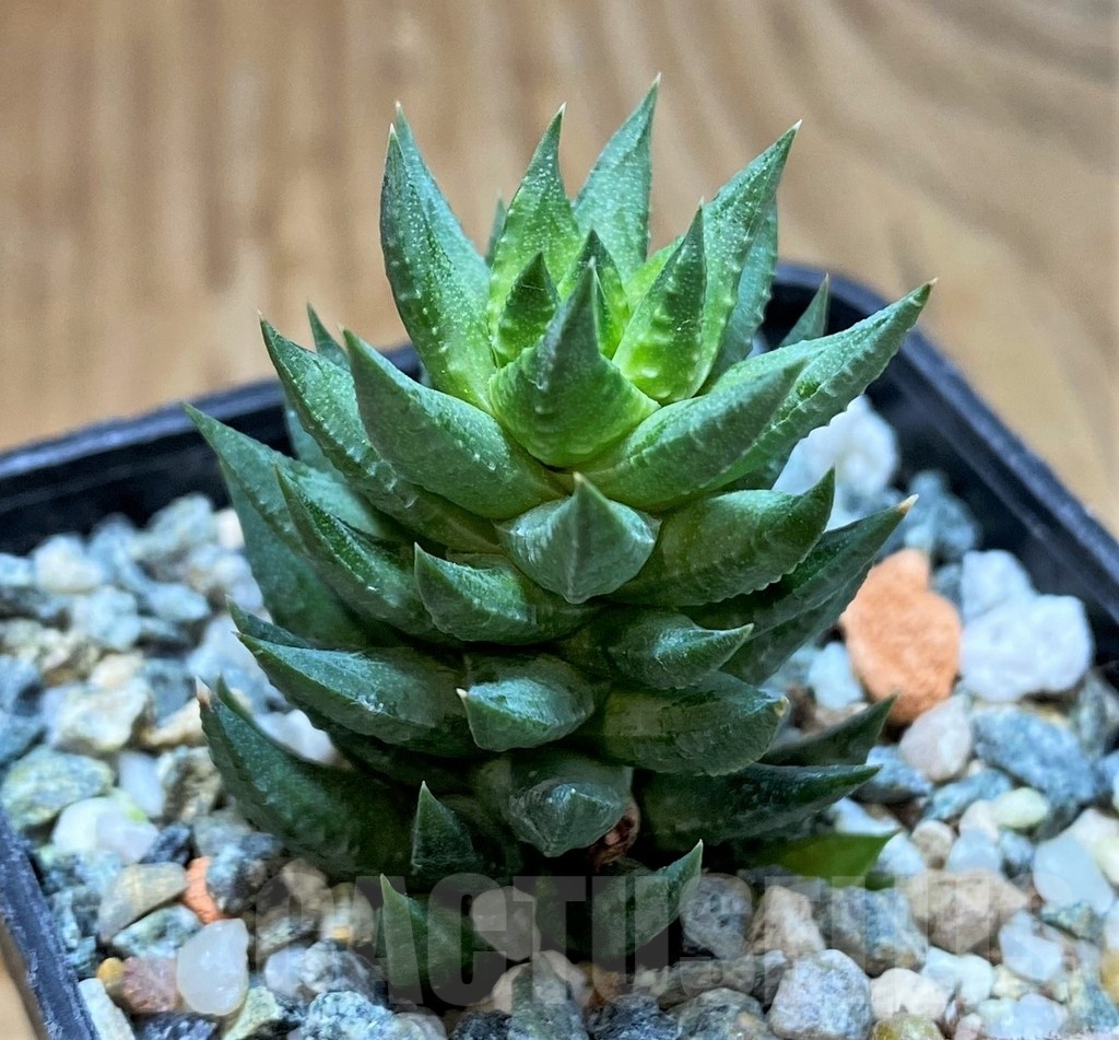 SH23055 Haworthia glauca - Image 2