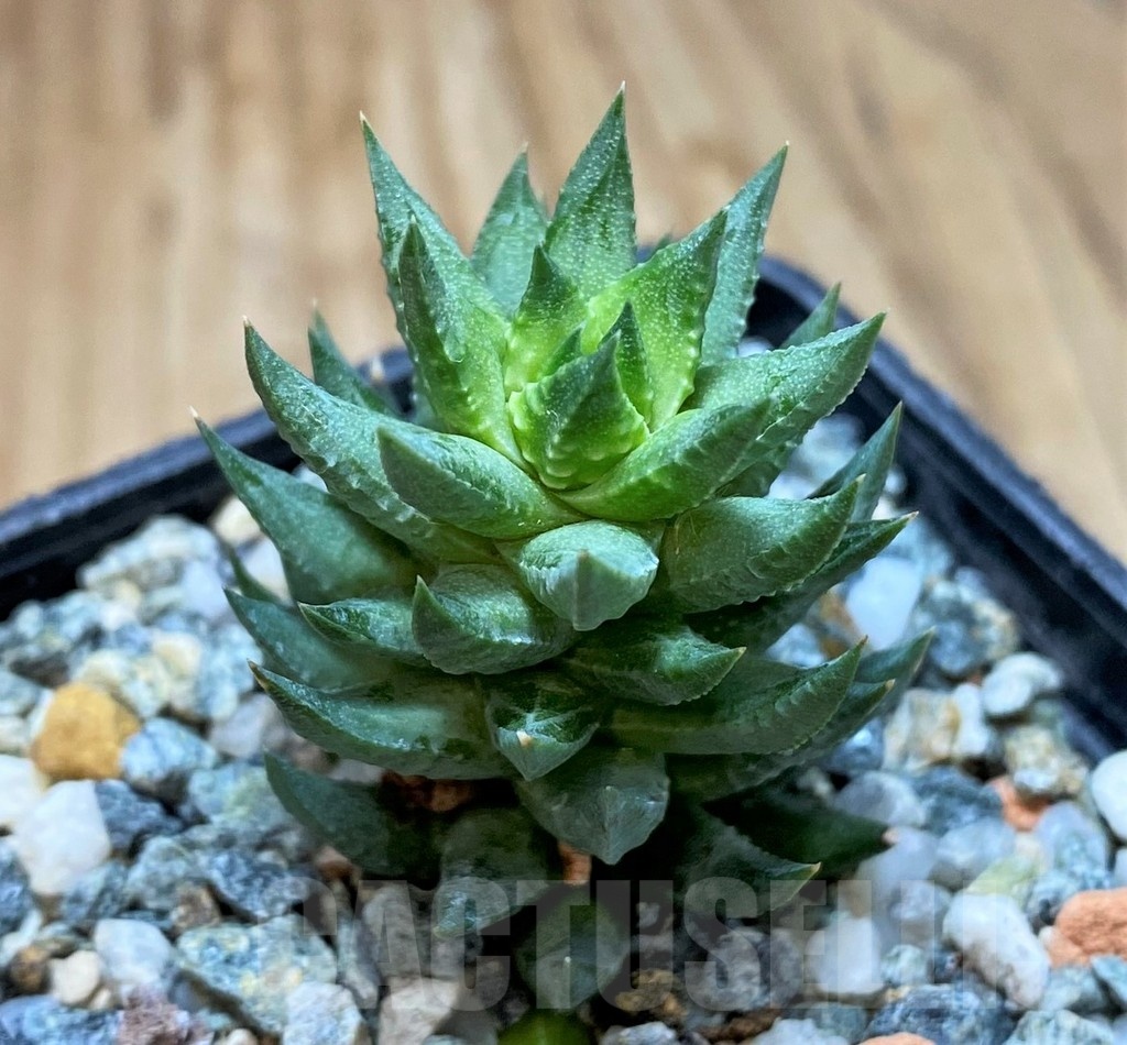 SH23055 Haworthia glauca