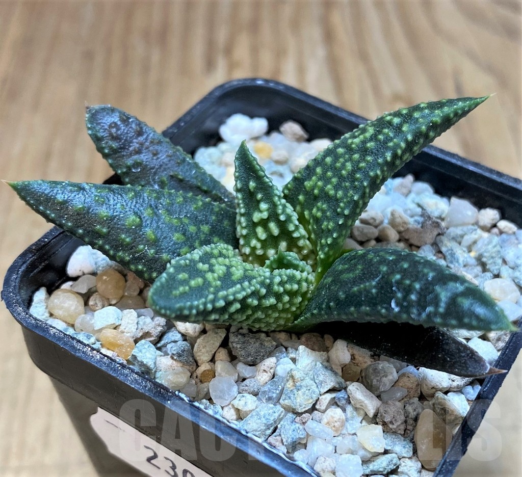 SH23059 Haworthia 'Kintaikyo' x pumila 'Donut' - Image 3