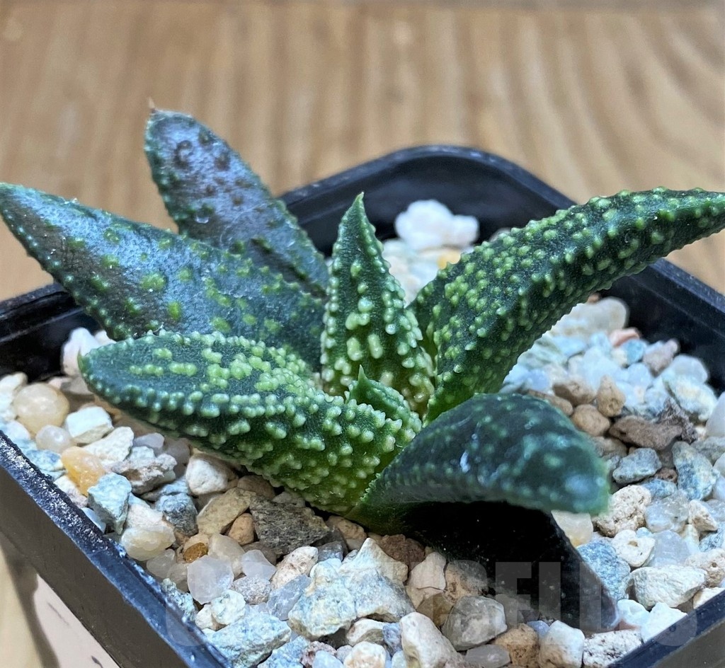 SH23059 Haworthia 'Kintaikyo' x pumila 'Donut' - Image 2