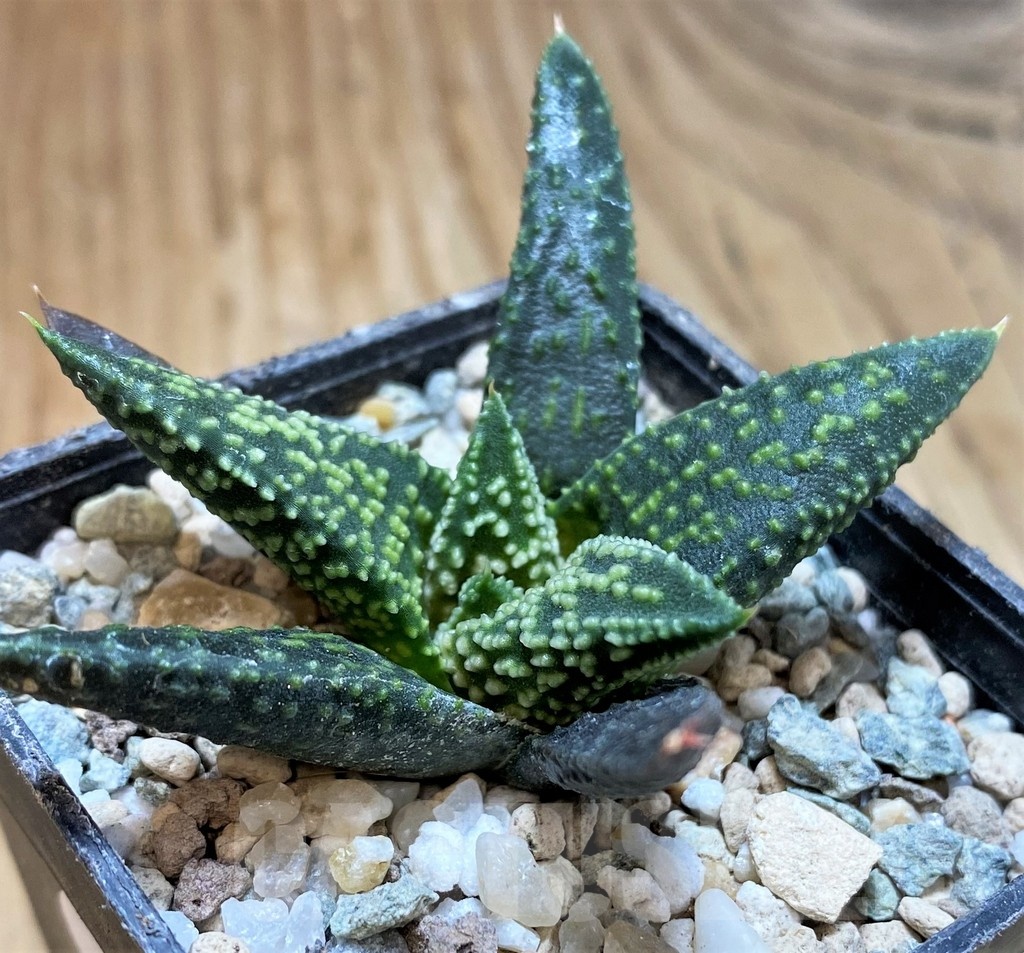 SH23060 Haworthia 'Kintaikyo' x pumila 'Donut' - Image 3